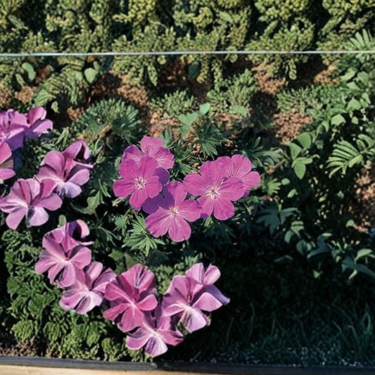 Geranium sanguineum Vision Violet – Hardy Perennial Seeds | 1,000 Seeds | Violet Cranesbill Blooms | Mounded Garden Favorite | Pollinator Friendly | Easy to Grow