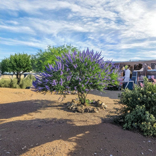 Live Vitex Plant – Vitex agnus-castus | Chaste Tree | 4" Pot | Purple Flowering Shrub | Drought Tolerant | Zones 6–11
