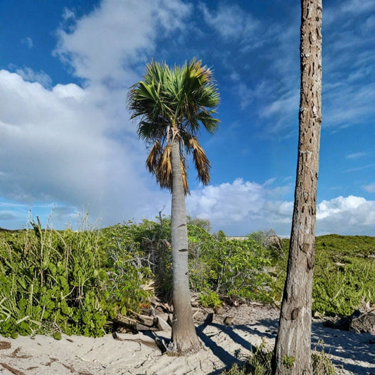 Sabal lougheediana – Sabal lougheediana Live Palm | 1-Gallon Pot | Extremely Rare Collector's Palm | Conservation Grown
