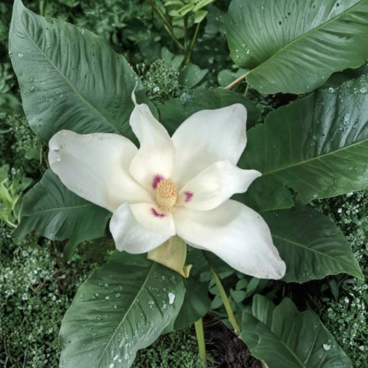 Big Leaf White Magnolia – Live Sapling | 12+ Inches Tall | Bare Root | Large Leaf Magnolia Tree | White Flowering Tree | Garden & Landscape Plant