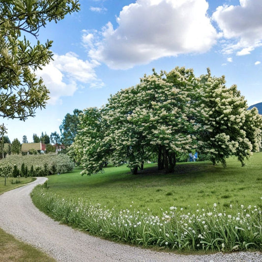 Japanese Lilac Tree Live Bare Root Plant | 12–14 Inches Tall | Syringa pekinensis | Fragrant White Blooms | Hardy Ornamental Tree
