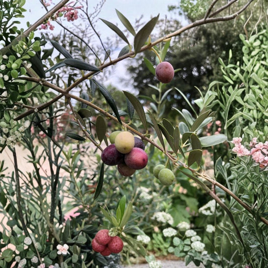 Organic Arbequina Olive Tree Live Plant – 8–10 Inches Tall | Olea europaea ‘Arbequina’ | Well-Rooted Starter Plant | 2.5 x 3.5 Inch Pot | Container Friendly