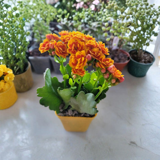 Kalanchoe Blossfeldiana Hybrid – Live Rooted Plant | 3 Inch Pot | Bicolor Flowers | Flowering Succulent | Indoor Houseplant