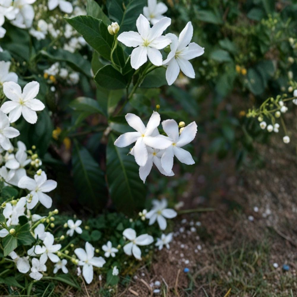 Jasminum trichotomum Seeds – Three Forked Jasmine | 5 Seeds | Rare Fragrant Flowering Plant | Exotic Garden Vine