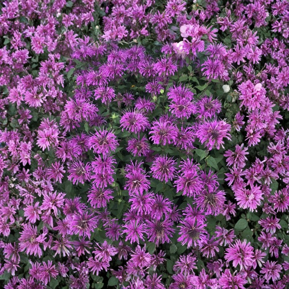 Scarlet Bee Balm – Monarda didyma Live Bare Root Plant | 4–10 Inches Tall | Native Pollinator Perennial | Easy to Grow