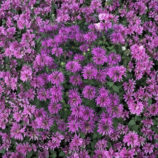 Scarlet Bee Balm – Monarda didyma Live Bare Root Plant | 4–10 Inches Tall | Native Pollinator Perennial | Easy to Grow