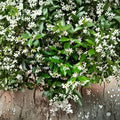 Star Jasmine Cuttings – 6 Pack | Trachelospermum jasminoides Organic Vine | Fragrant White Flowers | Pollinator Friendly | Indoor & Outdoor Growing
