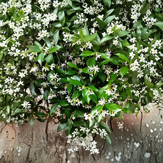 Star Jasmine Cuttings – 6 Pack | Trachelospermum jasminoides Organic Vine | Fragrant White Flowers | Pollinator Friendly | Indoor & Outdoor Growing