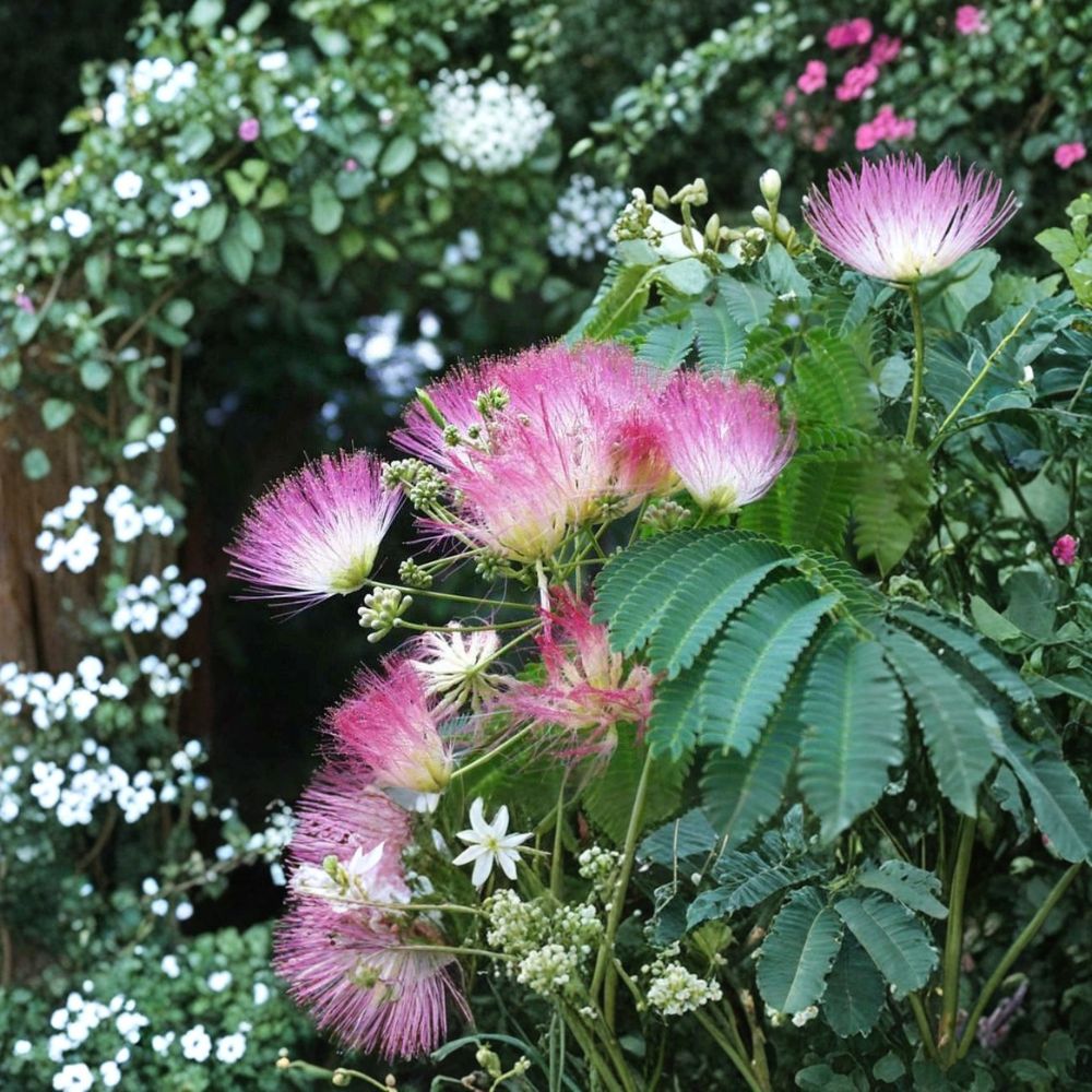 Silk Mimosa Tree – Albizia julibrissin Live Seedlings | 6 Inches Tall | Set of 2 Bare Root Plants | Fragrant Pink Flowering Tree | Easy to Grow
