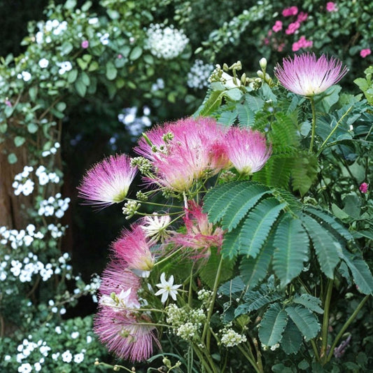 Silk Mimosa Tree – Albizia julibrissin Live Seedlings | 6 Inches Tall | Set of 2 Bare Root Plants | Fragrant Pink Flowering Tree | Easy to Grow