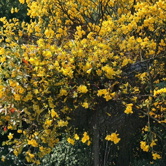 Carolina Jessamine – Gelsemium sempervirens Live Starter Vines | Set of 6 Rooted Plants | 8–10 Inches Tall | Yellow Climbing Flowering Vine