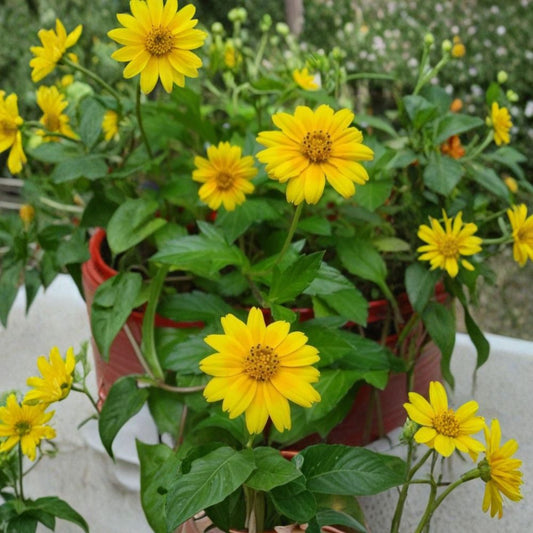Creeping Daisy (Wedelia) – Live Rooted Plant | 3–6 Inches | Includes 5 Fresh Cuttings | Yellow Flowering Perennial | Ground Cover & Hanging Basket Plant