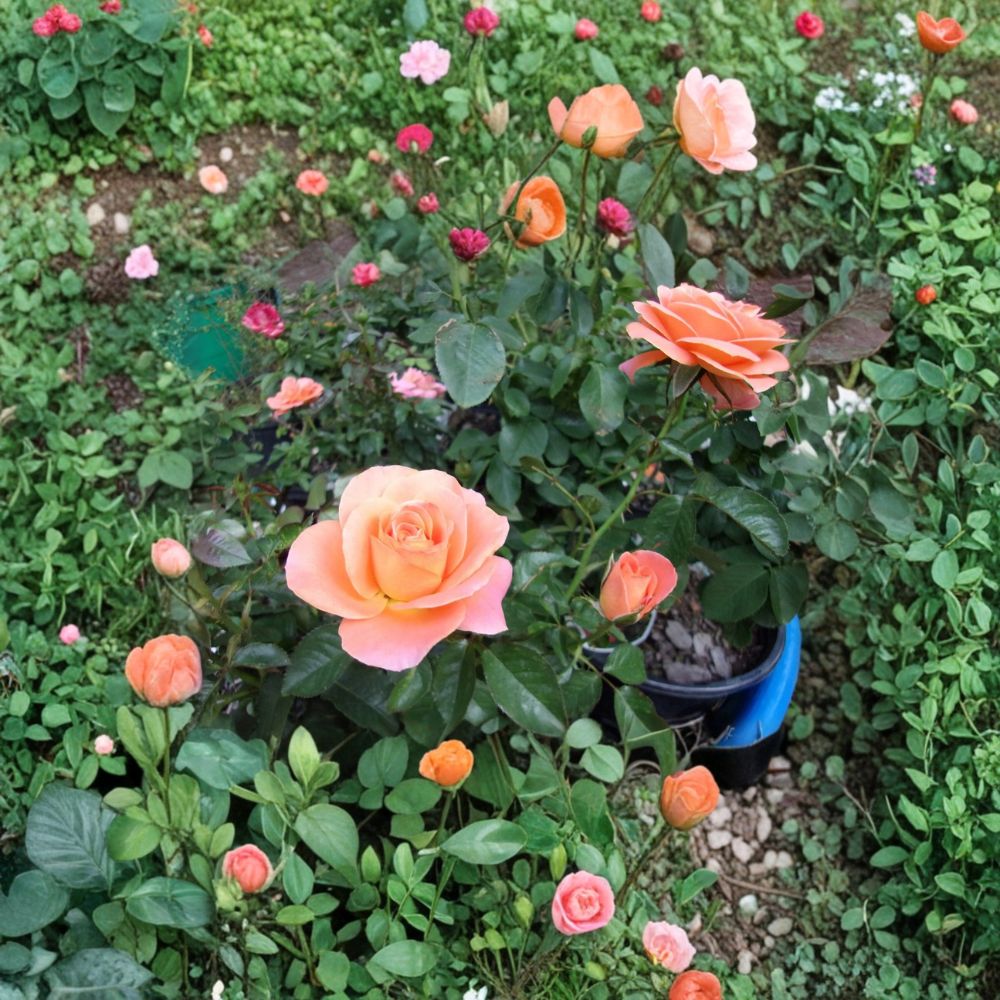 New Year Grandiflora Rose – Rosa Hybrid Live Plant | 3 Gallon Rose Bush | Vibrant Orange Blooms | Elegant Flowering Rose | One-Year-Old Field Grown Plant