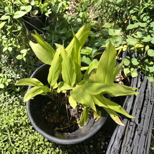 3 Live Yellow Turmeric Plants – Curcuma longa | 3–5" Sprouted Rhizomes | Fresh Turmeric Root | Tropical Edible Plant | Ready to Grow