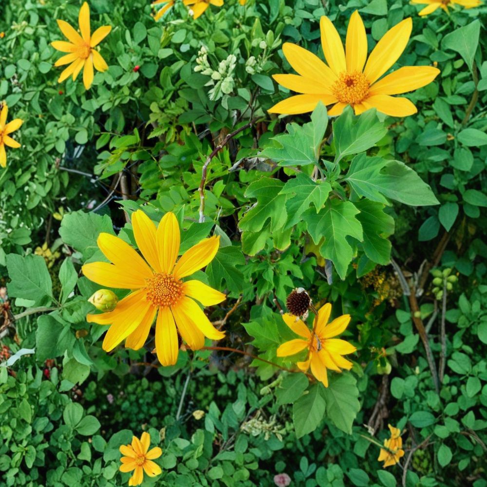 Perennial Mexican Sunflower – Tithonia diversifolia Unrooted Cuttings | 6 Cuttings | Organic Tree Marigold | Fast Growing Flowering Plant | Easy to Root