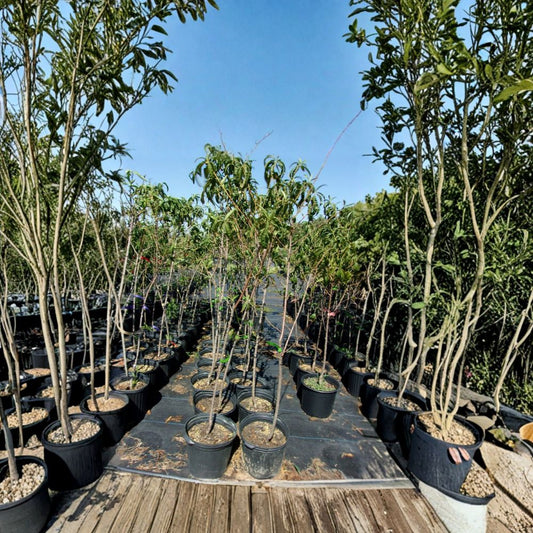 Jefferson Peach Tree – Prunus persica Live Plant | 4–6 Feet Tall | Sweet Freestone Peach Tree | Includes Root-Wrapped Tree | Self-Pollinating | Easy to Grow