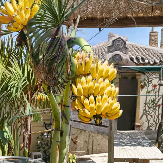 Basjoo Banana Plant – Live Plant | 4–6 Inches Tall | Musa basjoo | Cold Hardy Banana | Ships Without Pot | Tropical Ornamental Plant