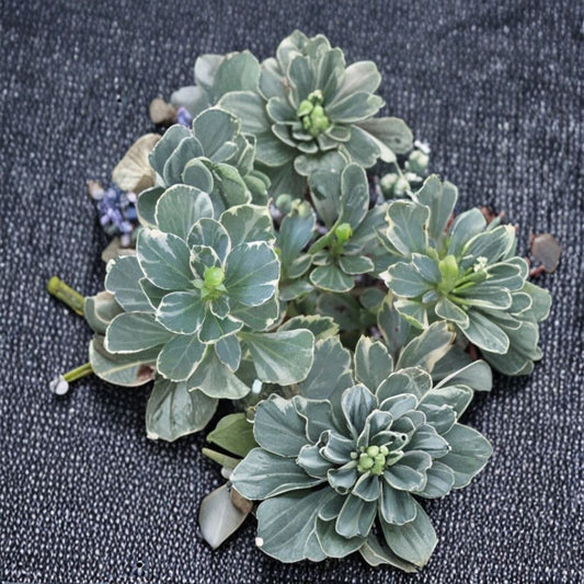 100 Pachysandra 'Silver Edge' Bare Root Plants | Variegated Evergreen Ground Cover | Shade Loving Perennial | Ready to Plant