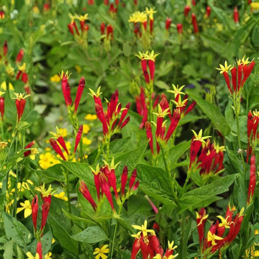 Indian Pink – Spigelia marilandica Live Bare Root Perennial | Dormant Garden Starter | Hummingbird & Butterfly Friendly | Shade Loving Native Wildflower