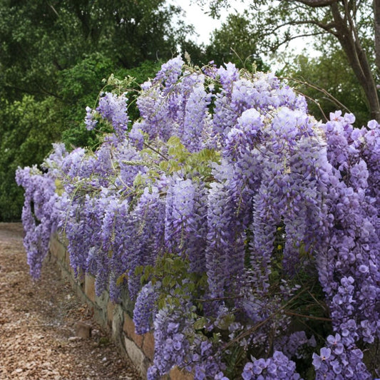 Chinese Wisteria – Wisteria sinensis Live Bare Root Starter Plant | 12–24 Inches Tall | Fragrant Flowering Vine | Easy to Grow