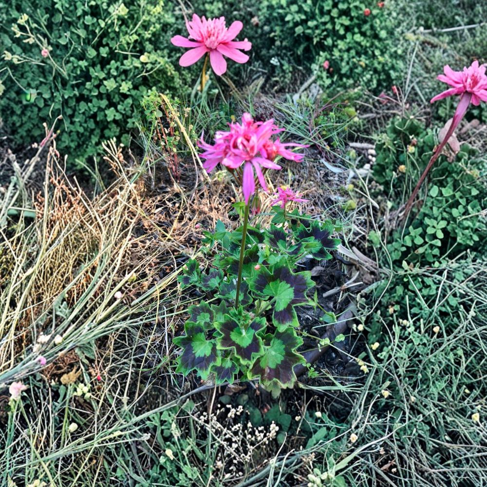 Rare Spiky Pink Pelargonium Cutting – Salmon Pink Geranium Live Plant Cutting | Unusual Flowering Geranium | Easy to Root