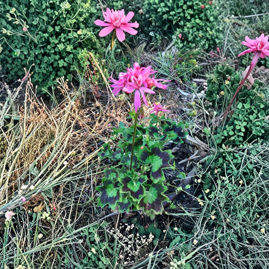 Rare Spiky Pink Pelargonium Cutting – Salmon Pink Geranium Live Plant Cutting | Unusual Flowering Geranium | Easy to Root