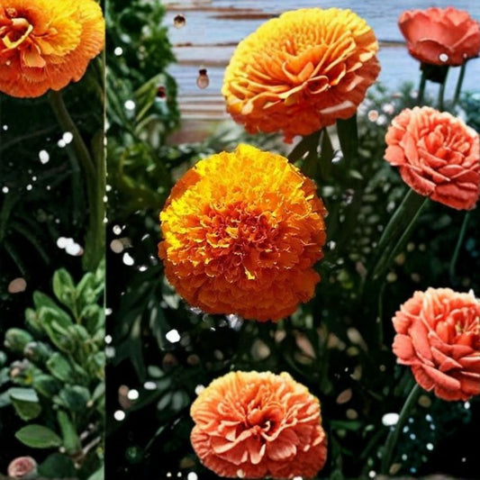 Marigold Coco Orange Deep – Tagetes Flower Seeds | 250 Seeds | Deep Orange Cut Flowers | Tall African Marigold | Weather Resistant | Easy to Grow