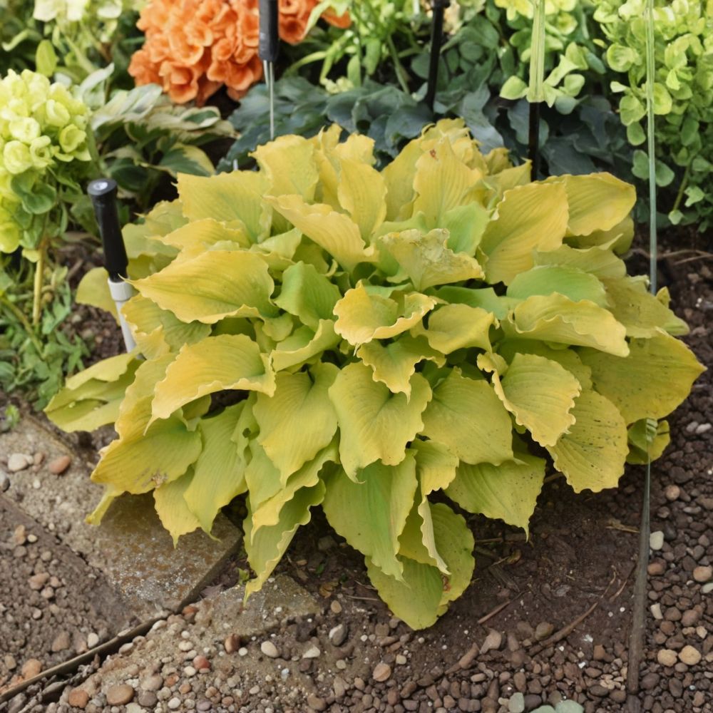 Hosta 'Echo the Sun' – Hosta Live Perennial | 5.25-Inch Rooted Plant | Proven Winners® | Shade Garden Foliage