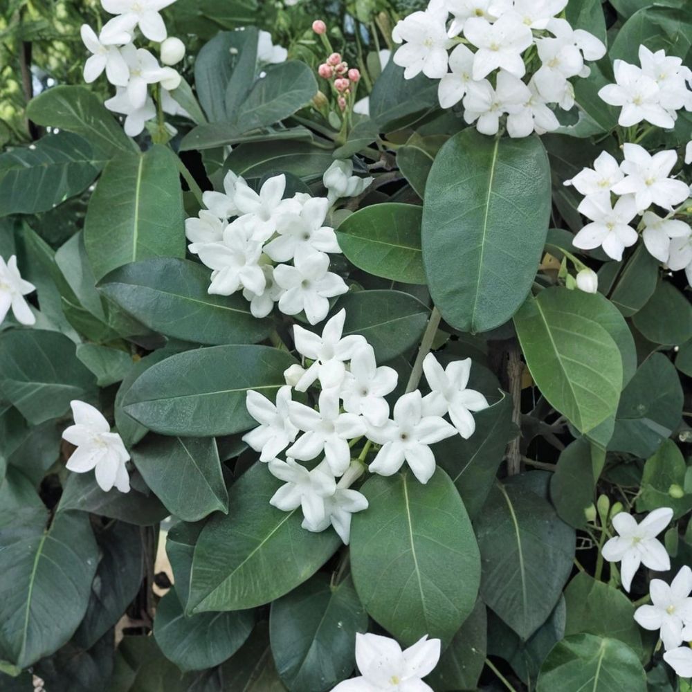 Madagascar Jasmine Plant – Stephanotis floribunda Live Starter | 2–8 Inches Tall | Fragrant White Bloom Vine | Potted Indoor & Patio Plant