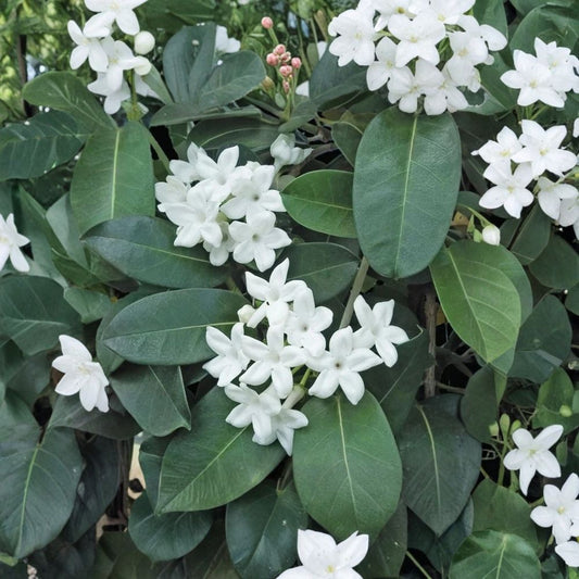 Madagascar Jasmine Plant – Stephanotis floribunda Live Starter | 2–8 Inches Tall | Fragrant White Bloom Vine | Potted Indoor & Patio Plant