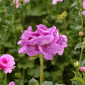 Calliope Lavender Geranium Plug Plant – Large Well Rooted Pelargonium | Lavender Flower Patio Plant | Container Garden Favorite