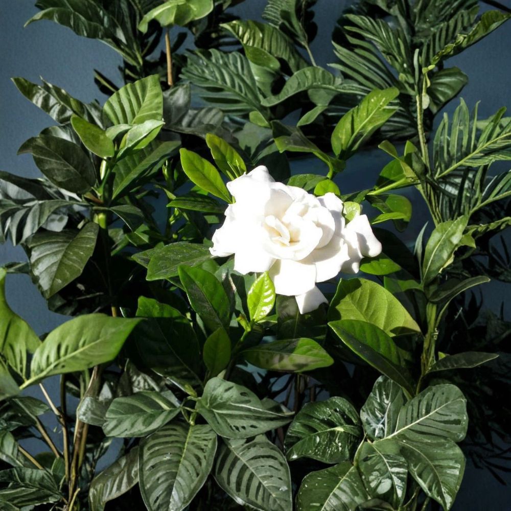 Heirloom White Gardenia Plant – Gardenia jasminoides | 1 Ft Bare Root Shrub | Fragrant Cape Jasmine | Large Bloom Classic Variety