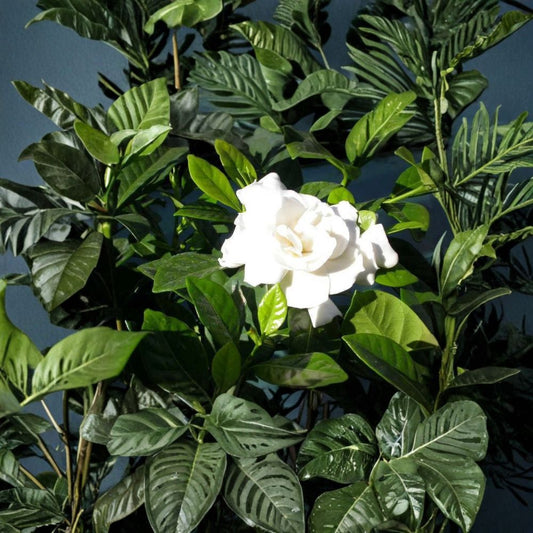 Heirloom White Gardenia Plant – Gardenia jasminoides | 1 Ft Bare Root Shrub | Fragrant Cape Jasmine | Large Bloom Classic Variety