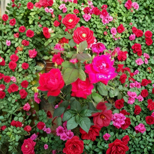 Double Knock Out® Red Rose – Rosa Hybrid Live Plant | 3 Gallon Rose Bush | Double Red Blooms | Disease Resistant Flowering Shrub | One-Year-Old Field Grown Plant