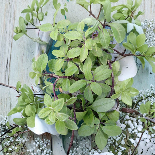 Longevity Spinach – Gynura procumbens Live Rooted Cuttings | Set of 3 | Water Culture Rooted | Edible Perennial Vegetable Plant