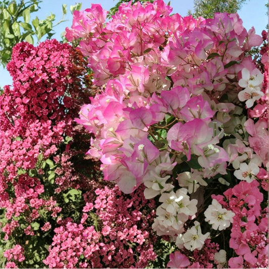 Cherry Blossom Bougainvillea – Live Rooted Starter Plant | Ships in Nursery Pot | Tropical Flowering Vine | Patio & Container Friendly