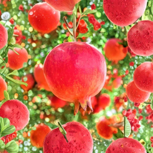 Red Pomegranate Tree – Live Starter Plant | 4–8 Inches Tall | 4 Inch Pot | Sweet-Tart Fruit | Drought Tolerant | Garden & Container Friendly