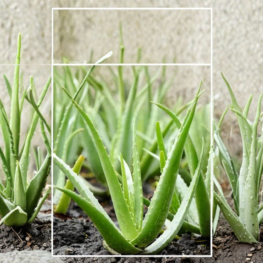 Aloe Vera var. Chinensis – Live Spotted Succulent | 6–10 Inches | Buy 2 Get 1 FREE | Easy-Care Houseplant | Patio & Windowsill Friendly