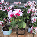 Rare Red & White Zonal Geranium – Live Pelargonium Plant | Gallon Pot | Bi-Color Blooms | Patio & Garden Favorite | Easy to Grow