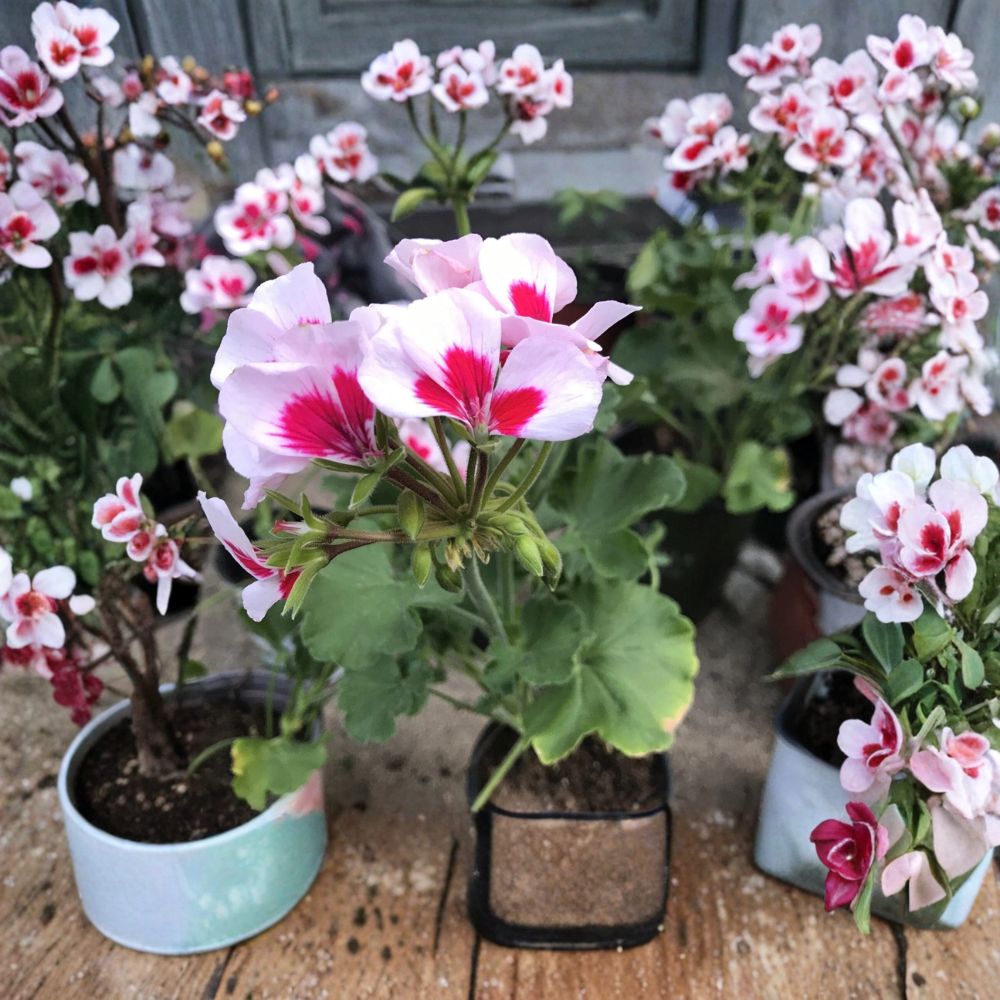 Rare Red & White Zonal Geranium – Live Pelargonium Plant | Gallon Pot | Bi-Color Blooms | Patio & Garden Favorite | Easy to Grow
