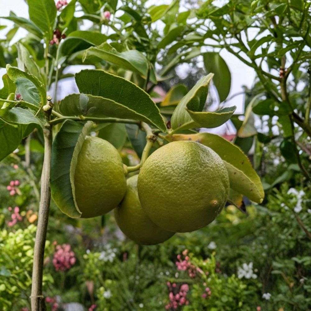 Small Sweet Lemon Cutting | 6–8 Inches Long | Citrus Propagation Cutting | For Rooting or Grafting | Fresh Unrooted Cutting
