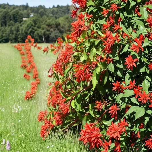 Set of 2 Mexican Firebush Live Plants – 4–6 Inches Tall | Hamelia patens | Hummingbird & Butterfly Plant | Red-Orange Blooms | No Pot | Pollinator Garden Friendly