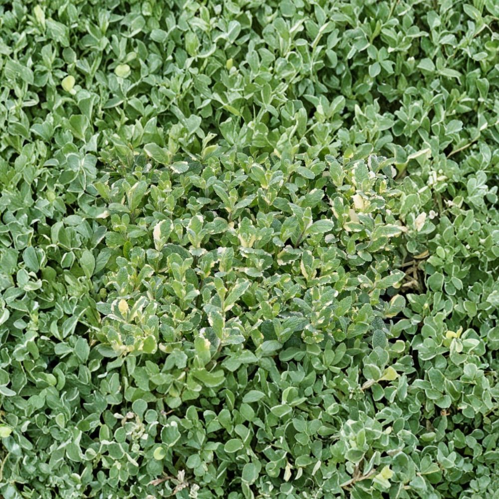Pineapple Mint – Mentha suaveolens ‘Variegata’ Unrooted Cuttings | 3 Cuttings | Organic Herb Plant | Variegated Mint | Easy to Root