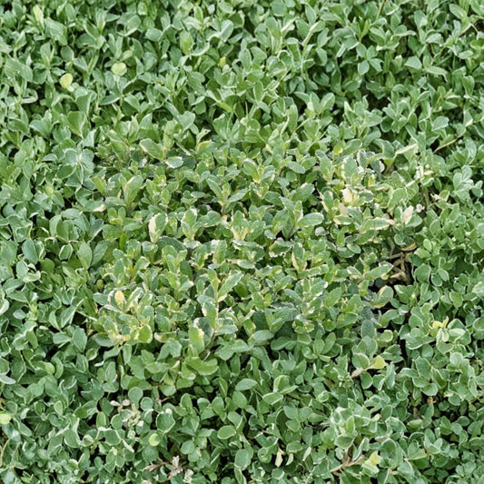 Pineapple Mint – Mentha suaveolens ‘Variegata’ Unrooted Cuttings | 3 Cuttings | Organic Herb Plant | Variegated Mint | Easy to Root