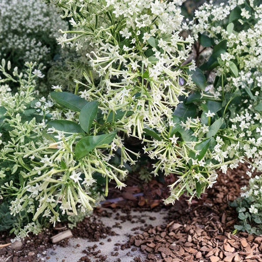 Night Blooming Jasmine – Cestrum nocturnum Live Plant | Rooted Starter in Pot | Intensely Fragrant Night Flower | Indoor & Outdoor Shrub