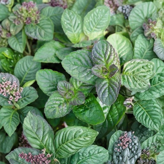 Chocolate Mint Live Plant – 3.5 Inch Pot | Approx. 5 Inches Tall | Mentha × piperita ‘Chocolate’ | Aromatic Culinary Herb | Tea & Dessert Mint | Easy Care