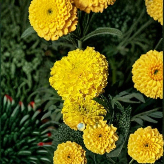 Marigold Coco Yellow – Tagetes Flower Seeds | 250 Seeds | Bright Yellow Cut Flowers | Tall African Marigold | Weather Resistant | Easy to Grow