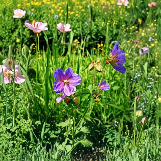 Wild Geranium Seeds – Geranium maculatum Native Woodland Perennial | Shade Garden Flower Seeds | Pollinator Friendly Cranesbill