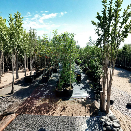 York Apple Tree – Malus domestica Live Plant | 4–6 Feet Tall | Sweet Juicy Apple Tree | Includes Root-Wrapped Tree | Orchard Favorite | Easy to Grow