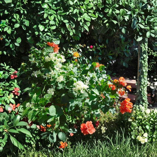 3 Live Bougainvillea Plants in 1 Pot – Orange Gold White | 4–7" Tall | 3.5" Pot | Multicolor Tropical Flowering Plant
